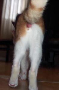 neutering 1 Rostislav 21052015