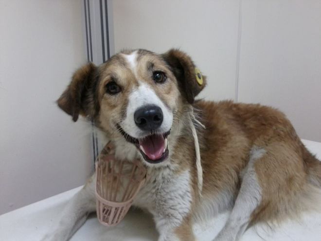 Tedy at the vet after the accident