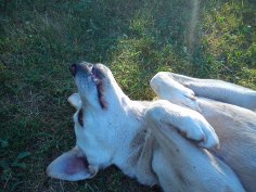 11377331_1454975384802674_1171762366892649987_n