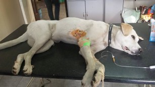 11391604_1455684571398422_2912378597081370298_n