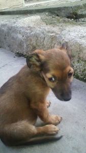 11748769_10206123970252040_487545868_n