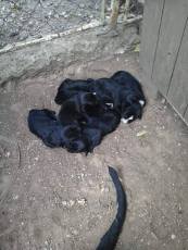 Karma puppies via Ivana 26072015