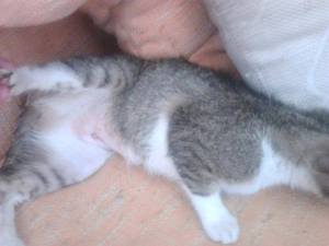 neutering 11 nana 04062015