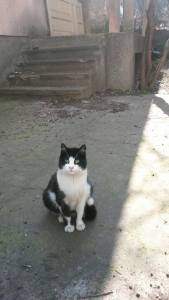 neutering 21 Houdini 13072015