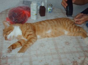 neutering 12 18082015