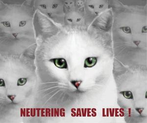 neutering campaign