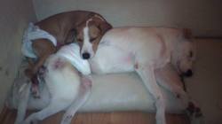 zaga en teo 31072015