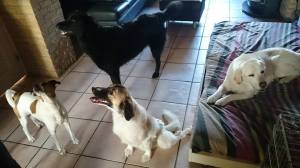 12036502_1001575589882266_8585485048594504398_n