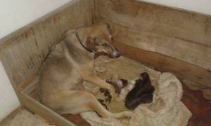 Mona puppies 21102015 2