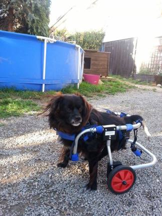 rolstoel Diana voor Tzuki from Bukarest 2.jpg