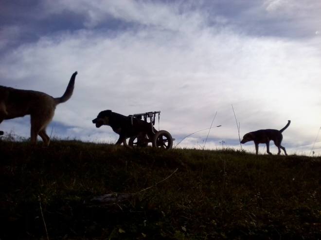 Tomce and his gang 112015