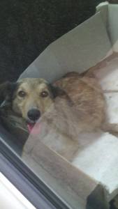 12459757_10207081791036961_552582061_n