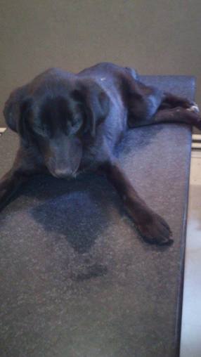 12463829_10207082378931658_636647205_n