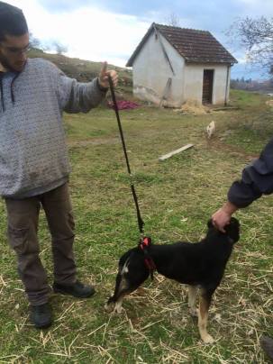 Tomce harnas 1 09012016.jpg